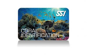 SSI - Coral Identification