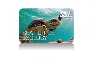 SSI - Sea Turtle Ecology